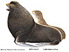Northern fur seal illust