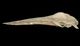 ツノシマクジラ頭骨：左側面