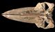 ツノシマクジラ頭骨：左側面