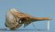 ハナゴンドウ頭骨：右側面