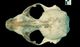 ハイイロアザラシ頭骨：背側面