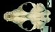 ハイイロアザラシ頭骨：腹側面