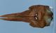 セミイルカ頭骨：背側面