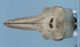カマイルカ頭骨：背側面