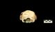 ラプラタカワイルカ頭骨：尾側面