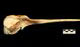 ラプラタカワイルカ頭骨：右側面