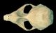 カスピカイアザラシ頭骨：背側面
