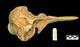 イシイルカ（イシイルカ型）頭骨：右側面