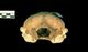 クラカケアザラシ頭骨：尾側面