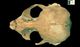 クラカケアザラシ頭骨：背側面
