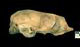 クラカケアザラシ頭骨：右側面