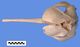 ガンジスカワイルカ頭骨：背側面
