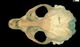 タテゴトアザラシ頭骨：背側面