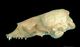 タテゴトアザラシ頭骨：左側面