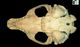 タテゴトアザラシ頭骨：腹側面