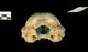 ゴマフアザラシ頭骨：尾側面
