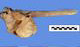インダスカワイルカ頭骨：左側面