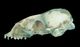 バイカルアザラシ頭骨：左側面