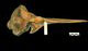 スジイルカ頭骨：右側面