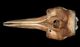 ミナミハンドウイルカ頭骨：背側面