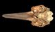 ミナミハンドウイルカ頭骨：腹側面