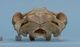アフリカマナティ頭骨：尾側面