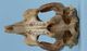 アフリカマナティ頭骨：腹側面