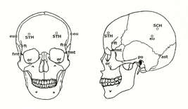 図２．頭蓋の計測点