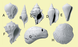 フィリピン産の新種の貝化石の一部