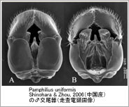 Pamphilius uniformis  Shinohara & Zhou, 2006iYj́id摜j