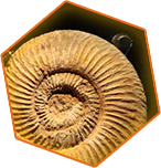 Ammonite