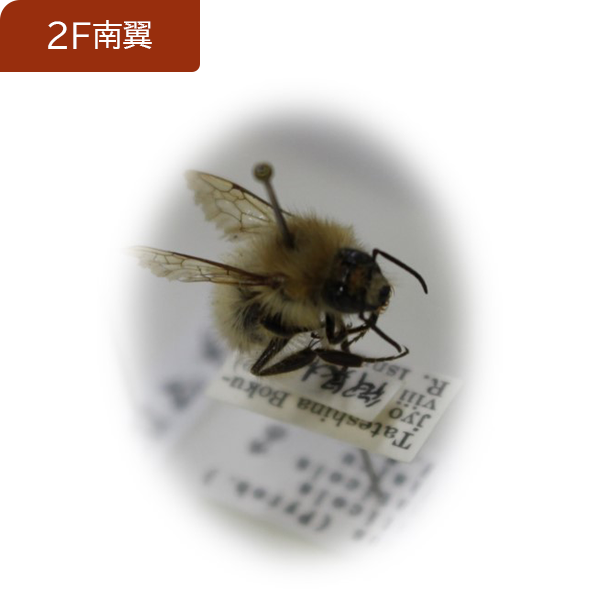 03昆虫標本