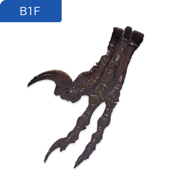 地B1