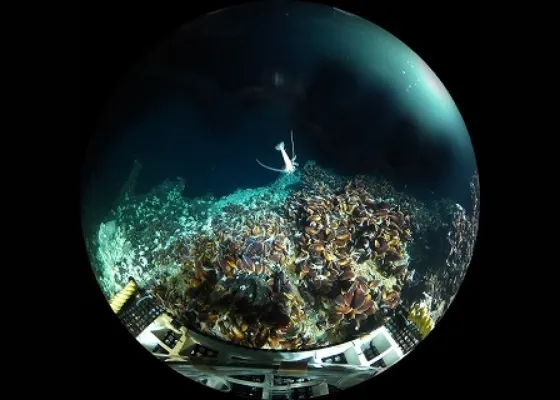 Scene３　沖縄トラフの海底熱水活動域