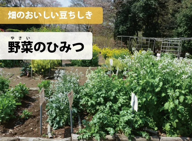 畑のおいしい豆ちしき野菜のひみつ