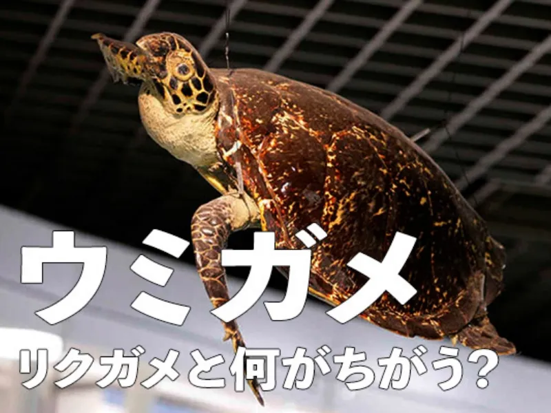 ウミガメ