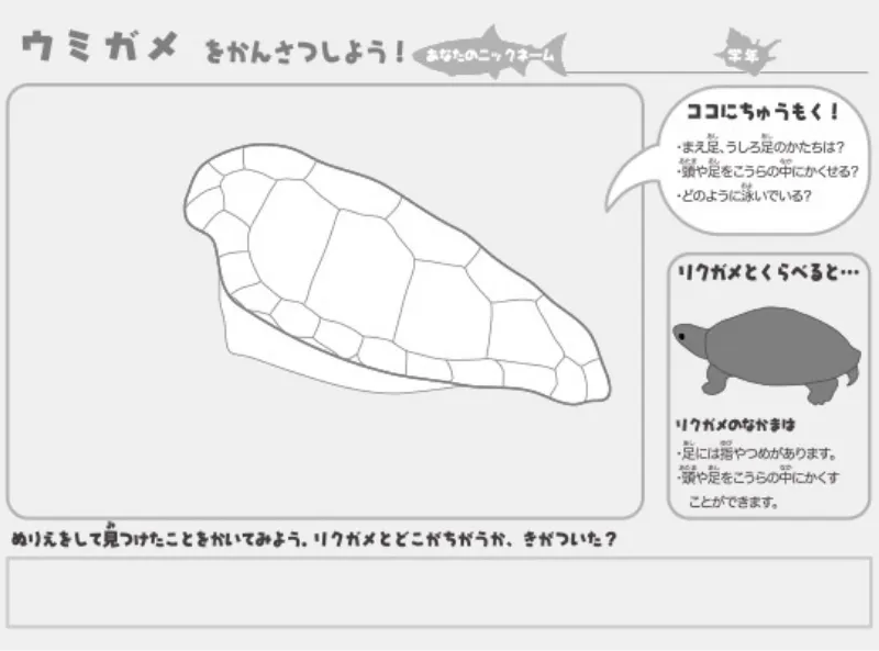 ウミガメのぬりえ（ぬりえプラス）
