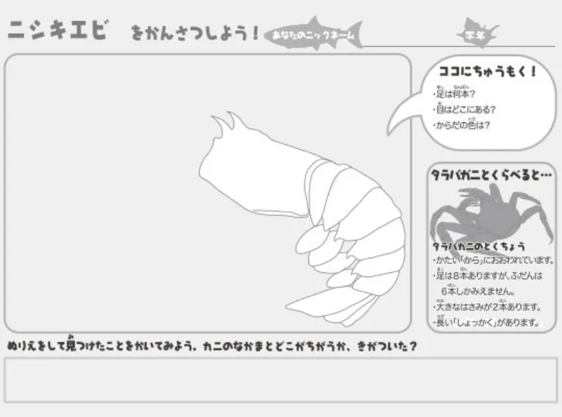 ニシキエビのぬりえ（ぬりえプラス）