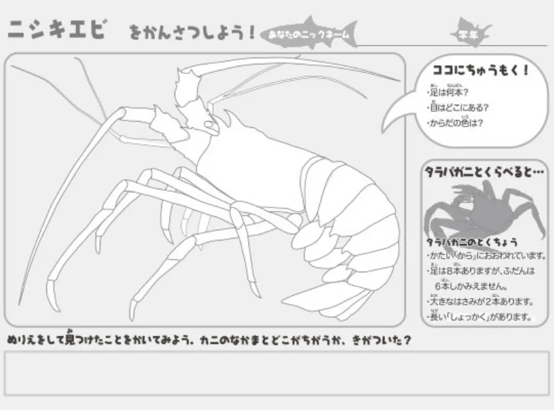 ニシキエビのぬりえ