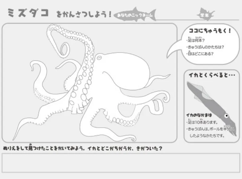 ミズダコのぬりえ