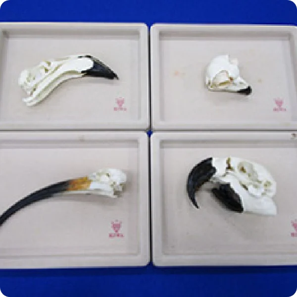 鳥のくちばしのひみつ【来館型】