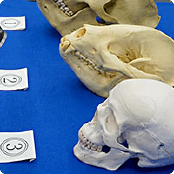 骨ほねウォッチング【オンライン型】