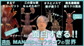 【昆虫 MANIAC】図録を読み解く！～監修者の“推し”ページ～「マイナー…だけど面白すぎる!!MANIACな甲虫の世界」