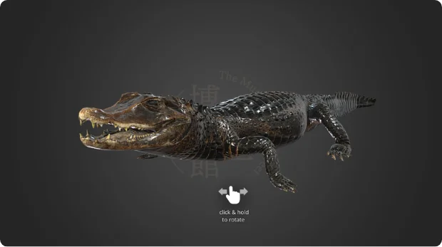 話題のコビトカイマンの３D画