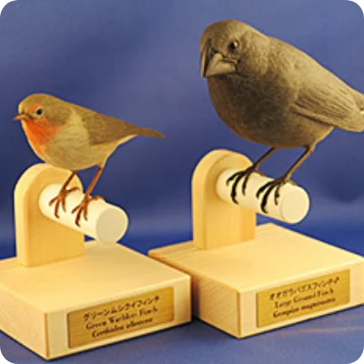 ダーウィンを驚かせた鳥たちバナー