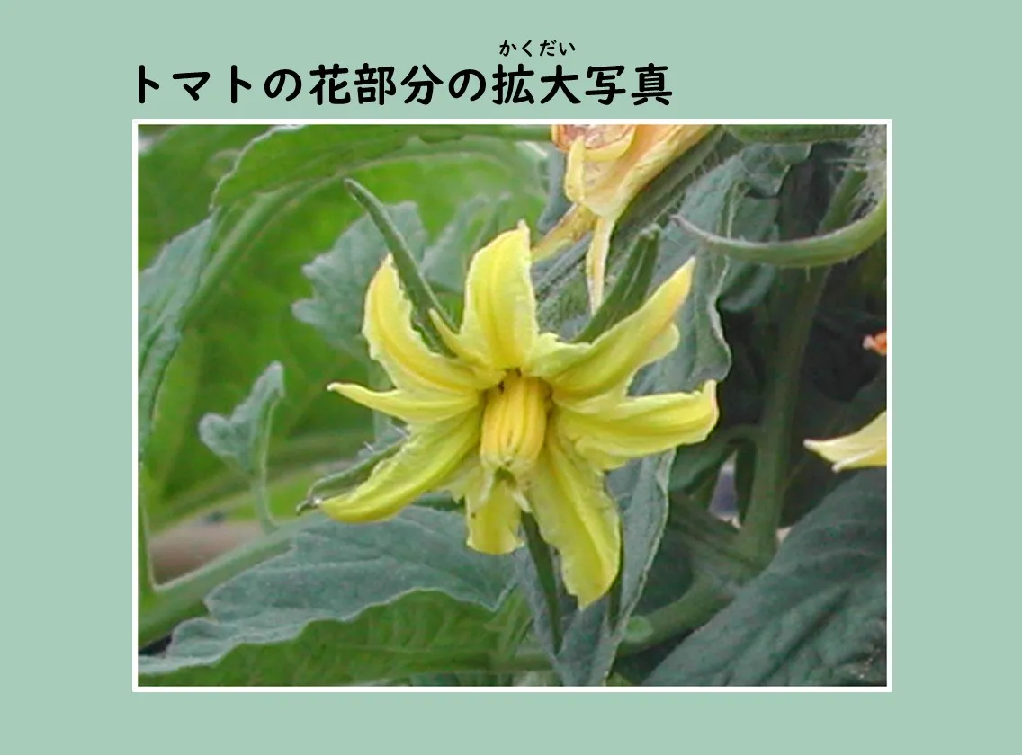 トマトの花部分の拡大写真