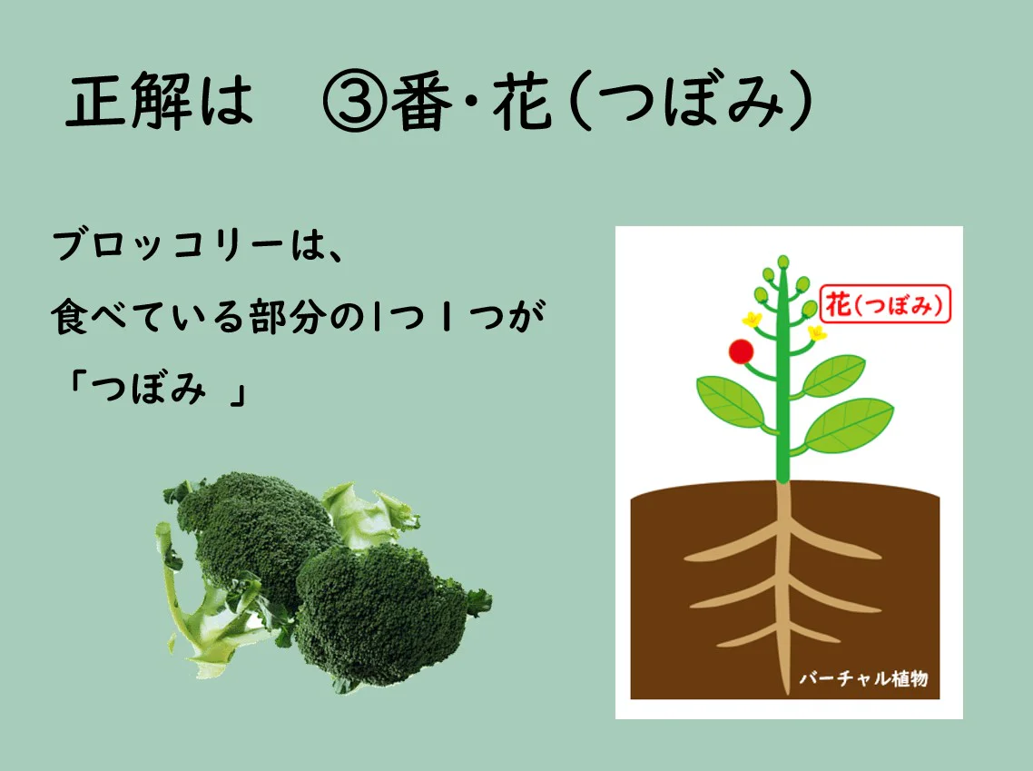 正解は③番花(つぼみ)