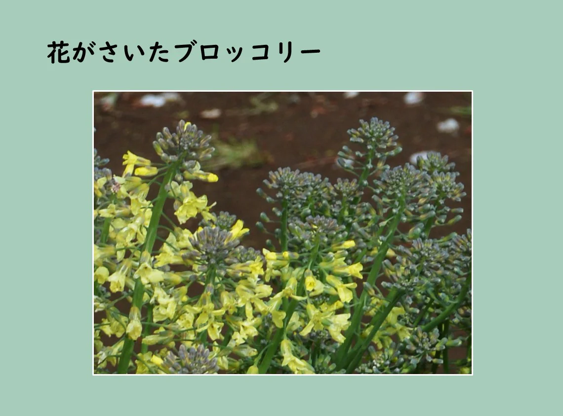 花がさいたブロッコリー