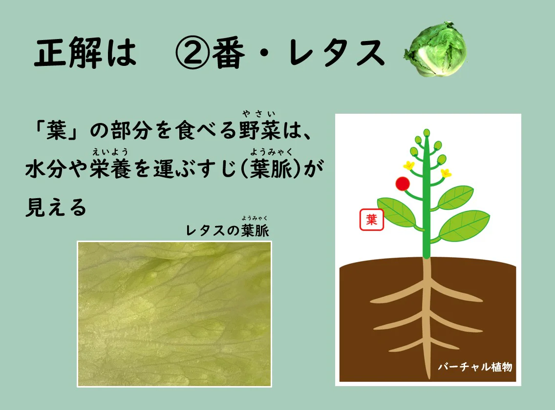 正解は②番レタス
