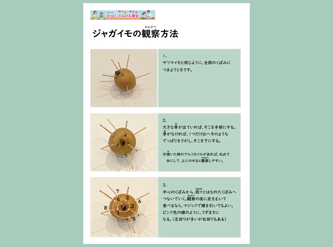 ジャガイモの観察方法